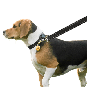 Guinzaglio per Cani Riflettente in Morbido Cotone Beagle a passeggio con collare e guinzaglio nero riflettenti 180 cm, medaglietta cane e clip fissata in sicurezza.