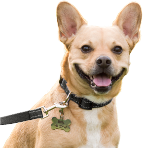 Cane sorridente con collare nero riflettente in cotone e medaglietta cane in acciaio, pronto per uscire con stile.
